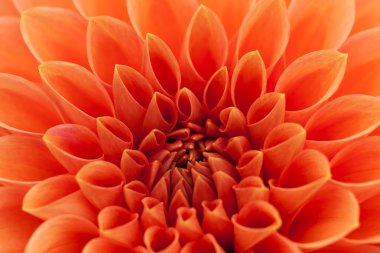 Kırmızı, turuncu yıldız çiçeği