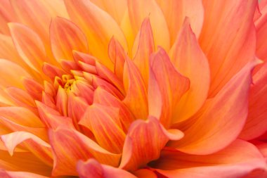 Turuncu, sarı yıldız çiçeği