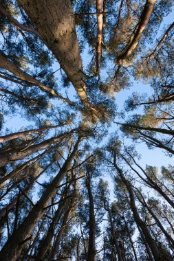 Ağaçlar gökyüzüne