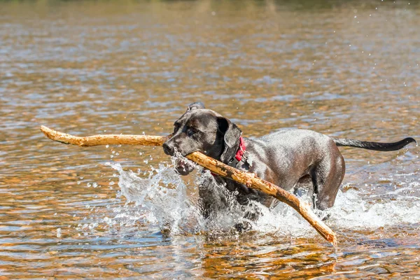 Siyah köpek sopa alma