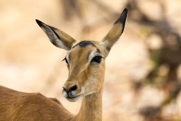 Inquisitive female impala — Stock Photo, Image