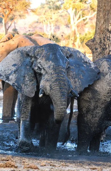 Elefantenbulle am Wasserloch — Stockfoto