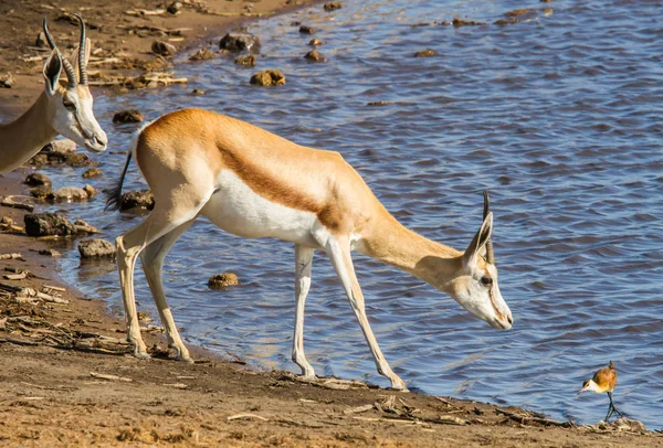 Допитливий жіночий impala — стокове фото
