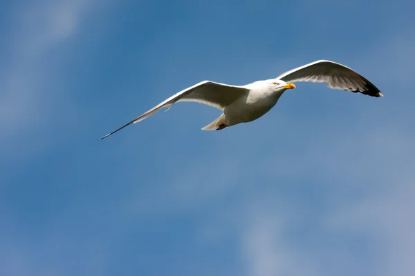 Soaring herring gull — Stock Photo, Image