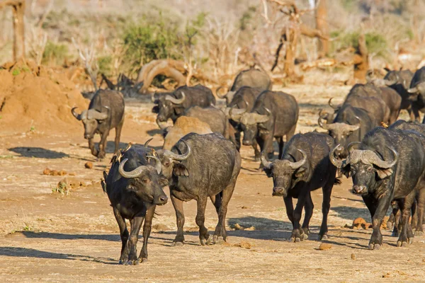 Cape buffalo s oxpecker — Stock fotografie