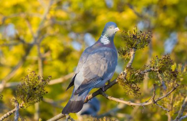 Ağaç ahşap güvercin tünemiş