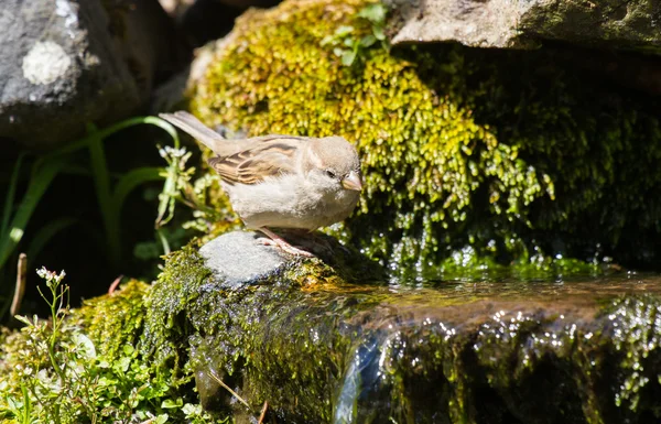Vrouwelijke house sparrow aan water — Stockfoto