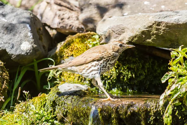 Su, ökse ardıç kuşu — Stok fotoğraf