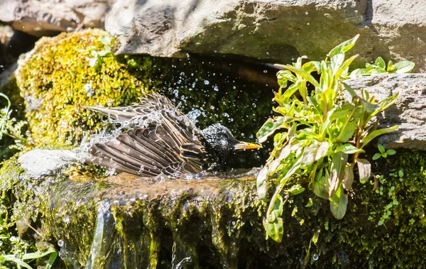 Su sıçramasına sığırcık — Stok fotoğraf