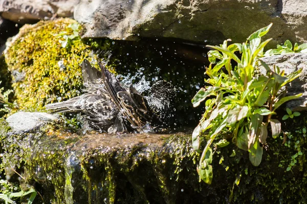 Starling su banyoda