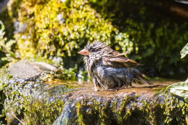 Soaking wet house sparrow — Stock Photo, Image