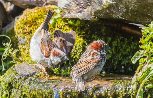 Male house sparrows fighting over water — Stock Photo, Image