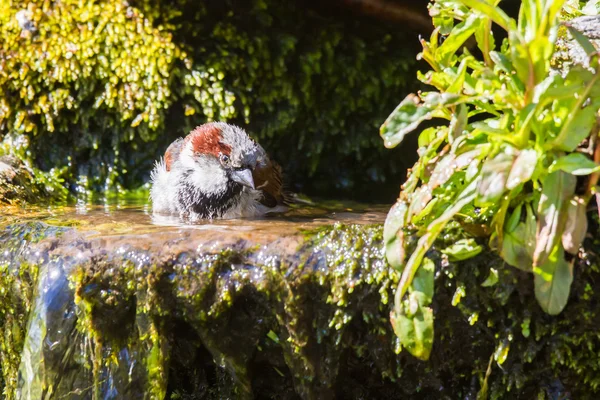 물을 즐기는 남성 집 참새 — 스톡 사진