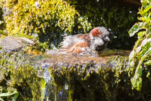 Мужской воробей принимает ванну — стоковое фото