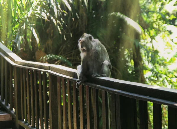 Um macaco raro posa para um retrato contra um fundo de floresta ensolarado — Fotografia de Stock