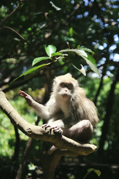 Mono lindo sentado en ramas en el bosque soleado — Foto de Stock