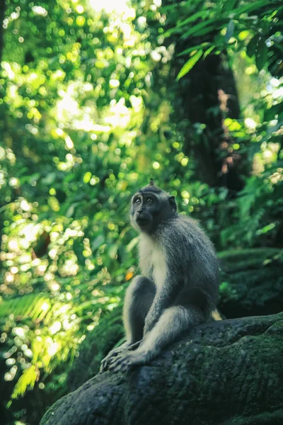 Macaco bonito sentado em galhos na floresta ensolarada — Fotografia de Stock