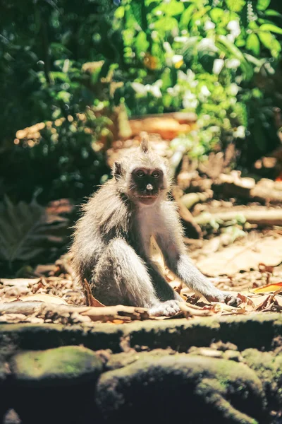 Um macaco jovem com um rosto bonito senta-se nas rochas aquecidas pelo sol — Fotografia de Stock