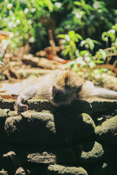 Um macaco jovem relaxa deitado sobre as rochas aquecidas pelo sol — Fotografia de Stock