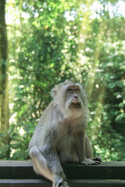 Um macaco raro posa para um retrato contra um fundo de floresta ensolarado — Fotografia de Stock