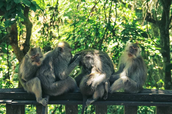 Uma família de macacos cuidam uns dos outros enquanto estão sentados na selva — Fotografia de Stock