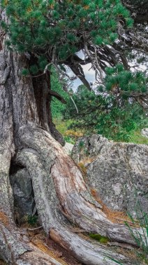 Kırsal eski kırık ağaç dokusu