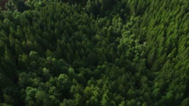 Günlüğe kaydetme işlemi Oregon ormanda
