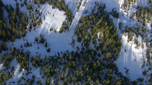 Schneebedeckte Wälder — Stockvideo