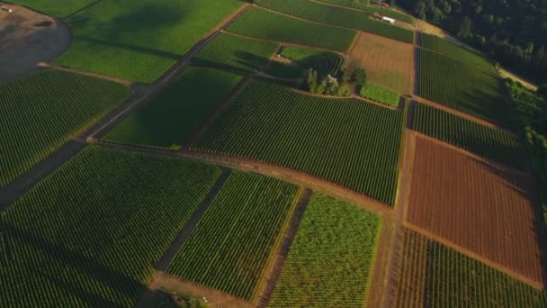 Kebun anggur di Willamette Valley — Stok Video