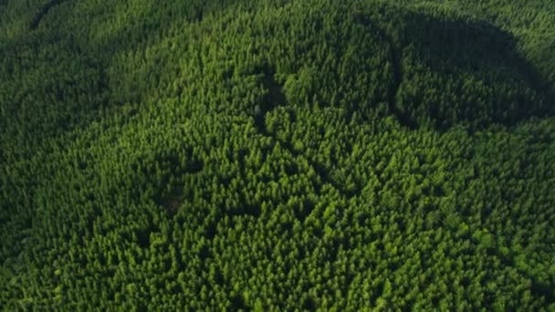 Oregon tiro floresta — Vídeo de Stock