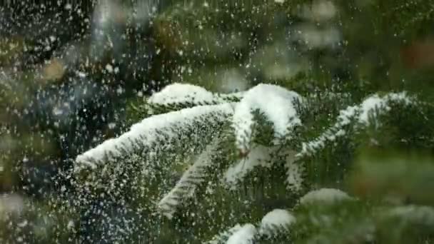 Снег падает на елку — стоковое видео