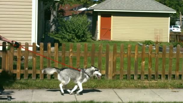 Perro tirando hombre en monopatín — Vídeos de Stock