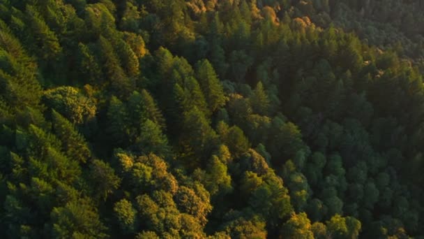 Hermosos árboles forestales — Vídeos de Stock