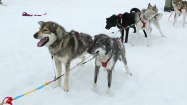 Kızak köpekleri grup