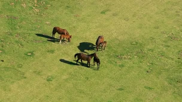 Caballos en pastos — Vídeos de Stock