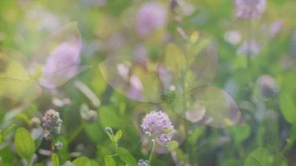 Montaje de varias flores — Vídeos de Stock