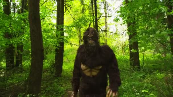 Sasquatch a piedi attraverso i boschi — Video Stock