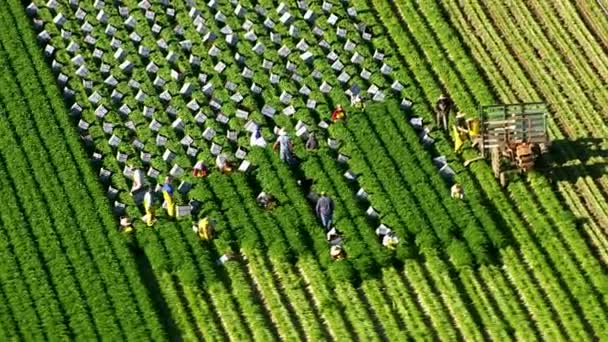 Trabalhadores agrícolas que colhem produtos hortícolas — Vídeo de Stock