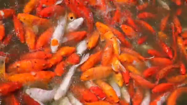 Färgglada koi fisk — Stockvideo