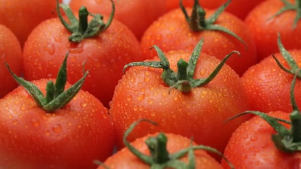 Hintergrund der frischen Tomaten — Stockvideo