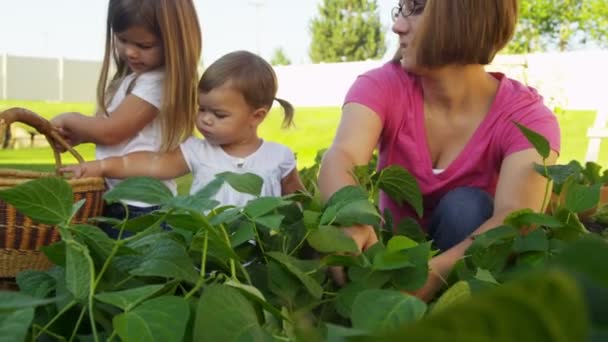 Familia recogiendo verduras — Vídeo de stock