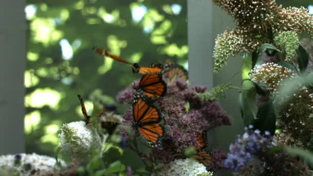 Mariposas monarca de cerca — Vídeo de stock