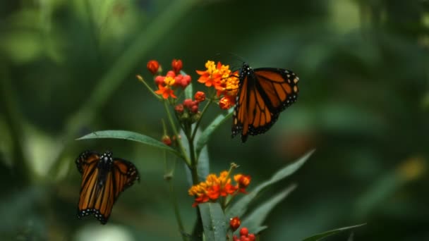 Monarcha motýlů zblízka
