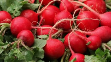 Taze turp yakın çekim