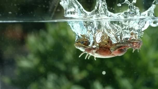 Rana salpicando en el agua — Vídeos de Stock