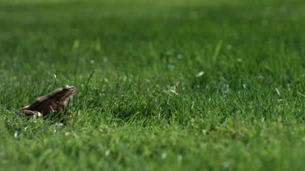 Лягушка прыгает в траву — стоковое видео