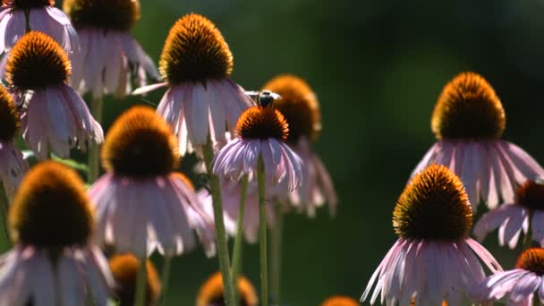 Pszczoła na kwiaty Echinacea — Wideo stockowe