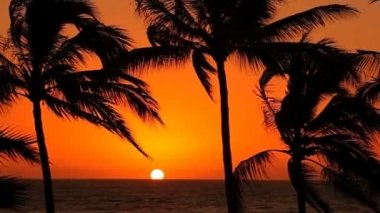 Palmiye ağaçları sway Rüzgar