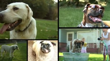 Komik köpekler portre