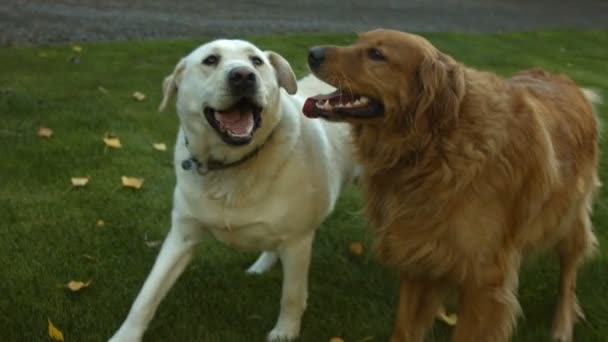 Perros jugando al aire libre — Vídeo de stock